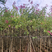 红花紫荆，4-20公分，各种规格，支持视频看货