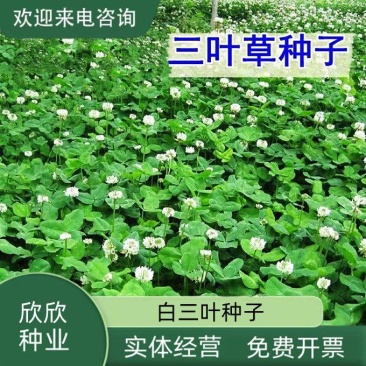 白三叶种子车轴草种子红三叶草籽多年生绿化绿肥草籽