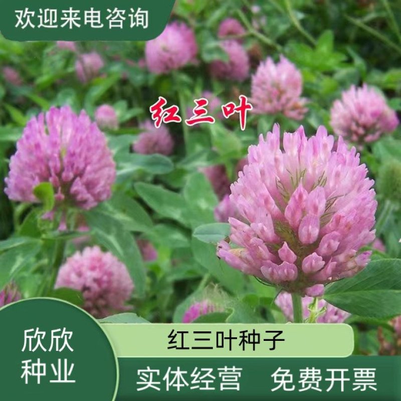 进口三叶草种子红三叶种子多年生绿化草籽