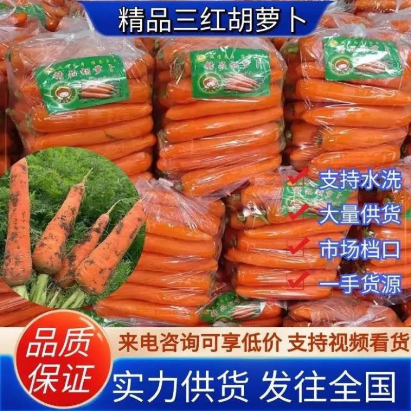 [荐]开封三红胡萝卜胡萝卜带樱水洗各种规格打包装车