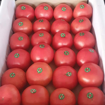 【精品】山东曹县精品西红柿，量大价优，保质保量，欢迎合作