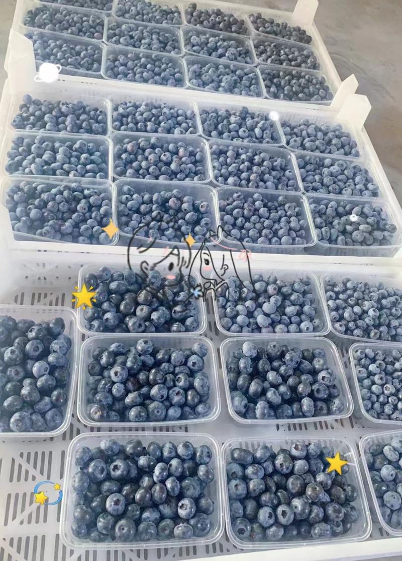 【精品】丹东蓝莓产地直发量大从优现摘现发电商精选