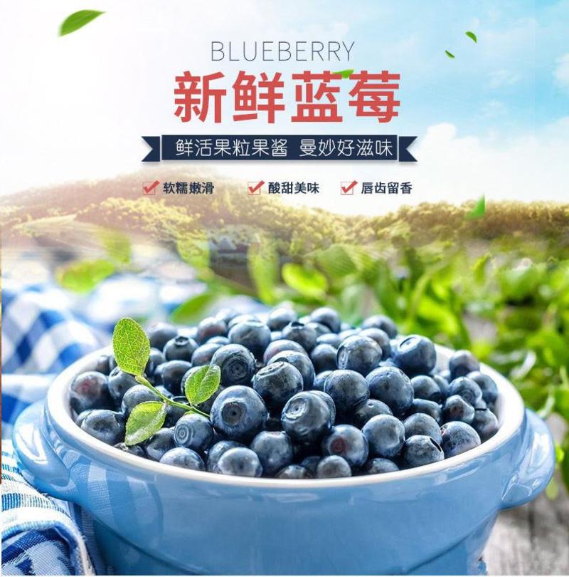 【精品】丹东蓝莓产地直发量大从优现摘现发电商精选