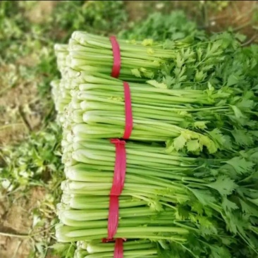 优质芹菜