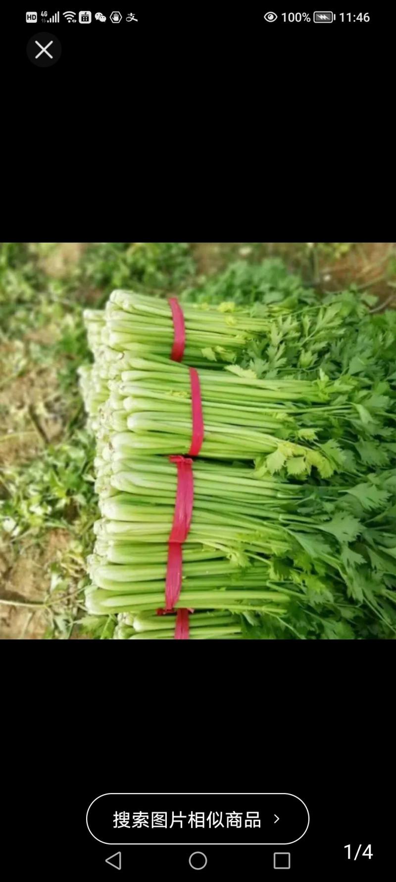 优质芹菜