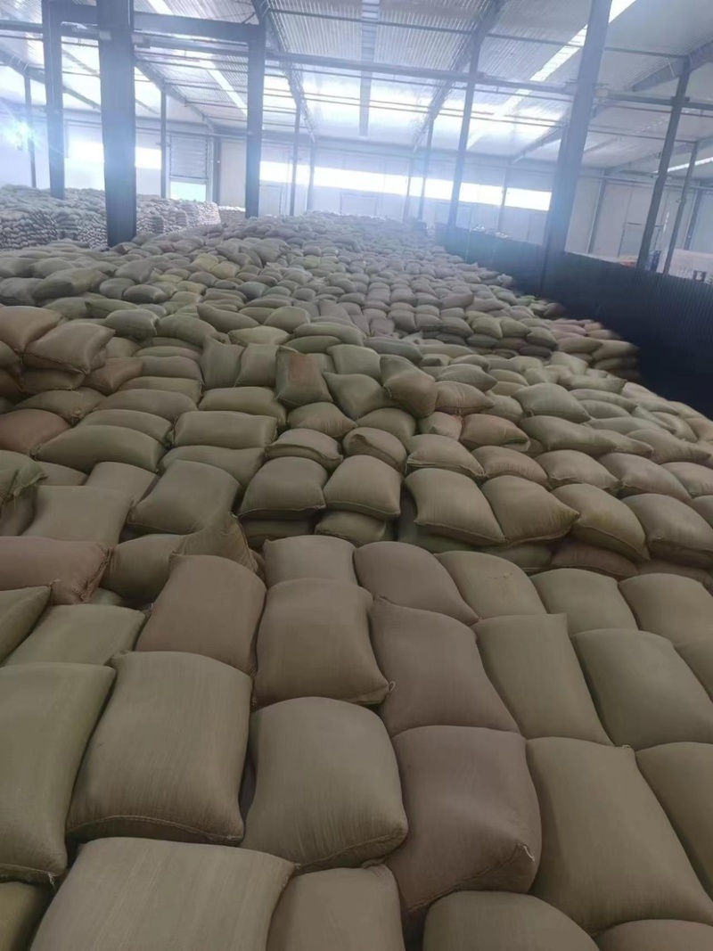 玉米