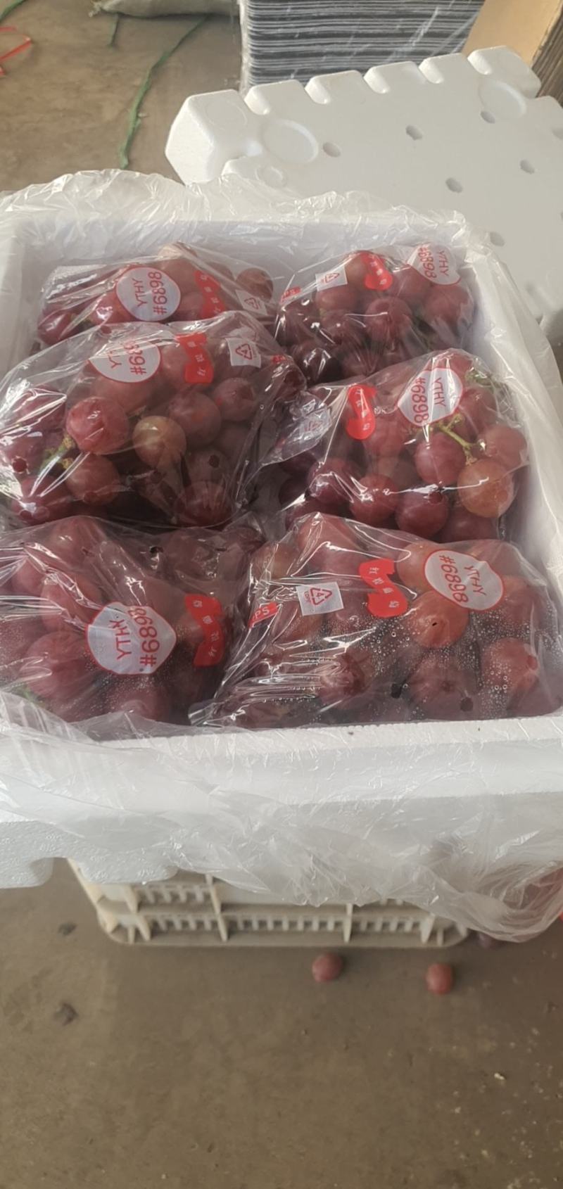红提葡萄