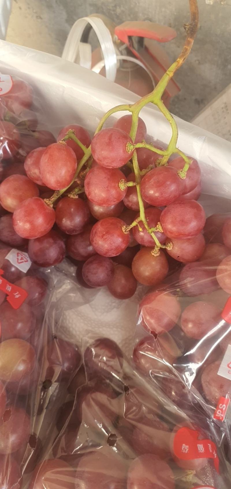 红提葡萄