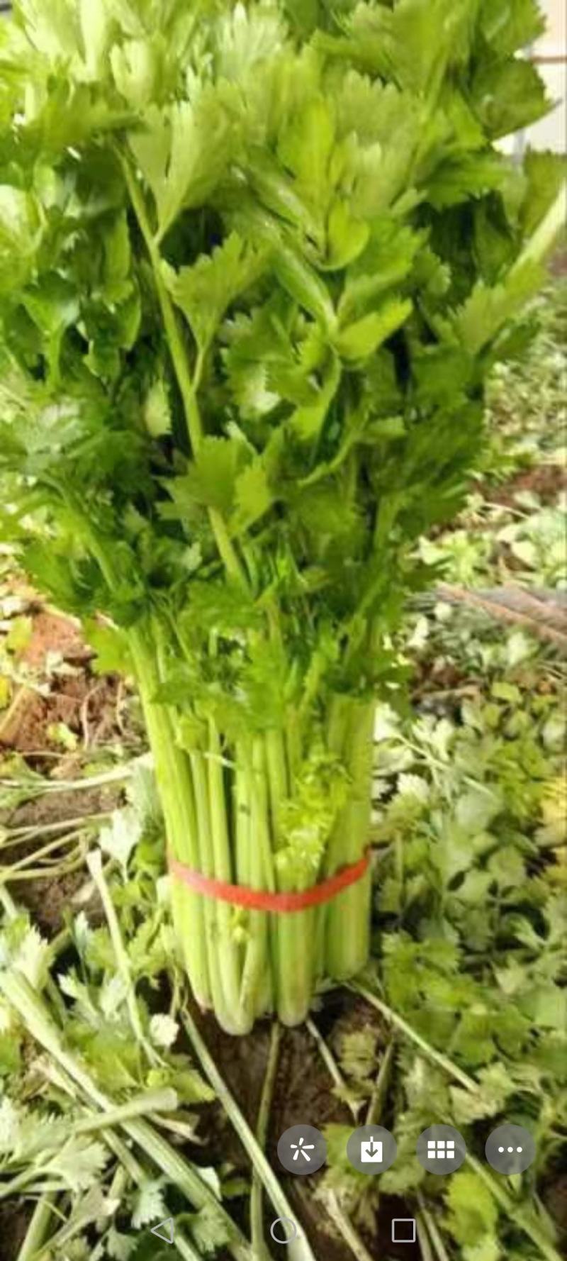 优质芹菜