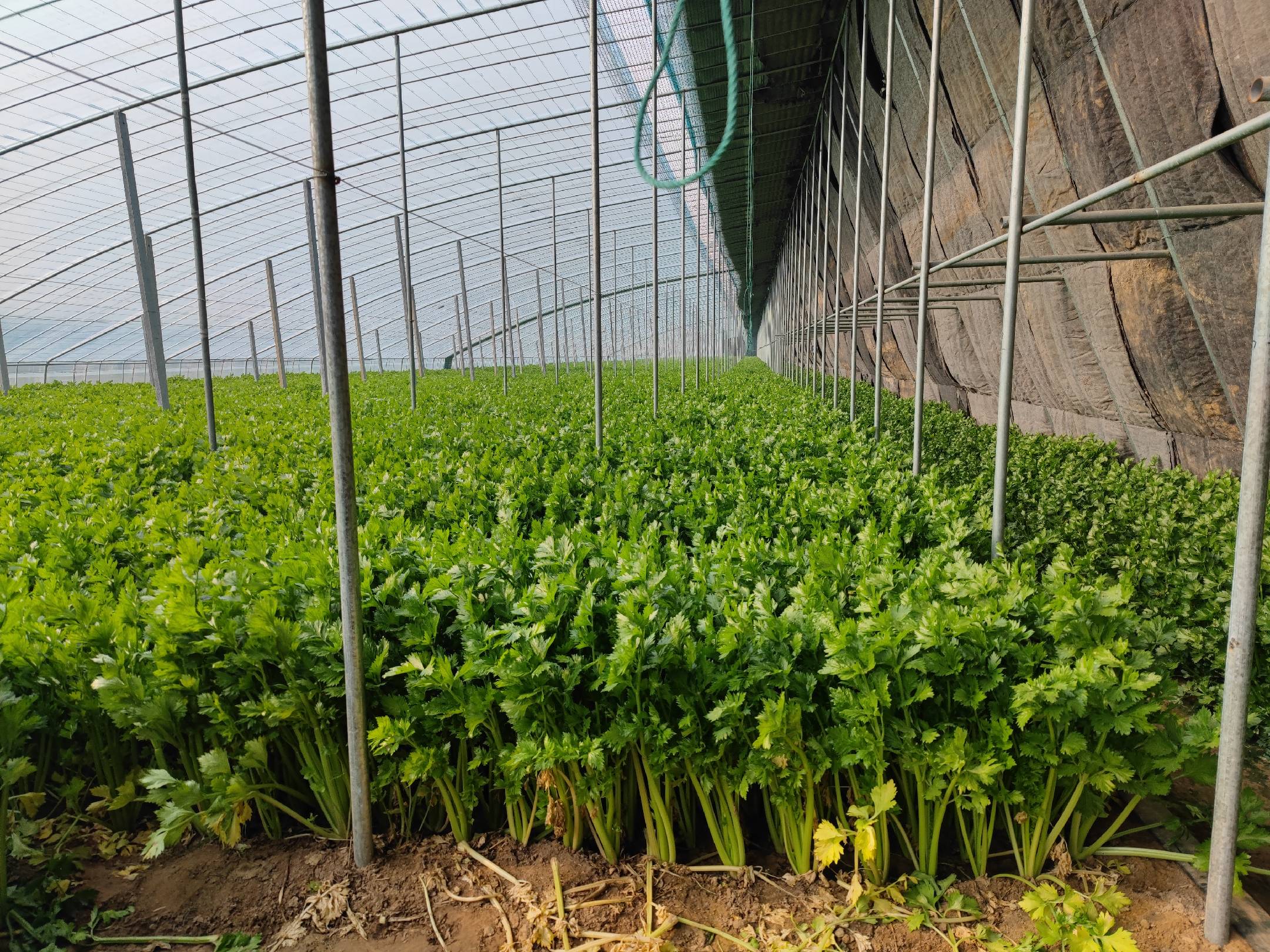 家庭餐桌安全饮食场景