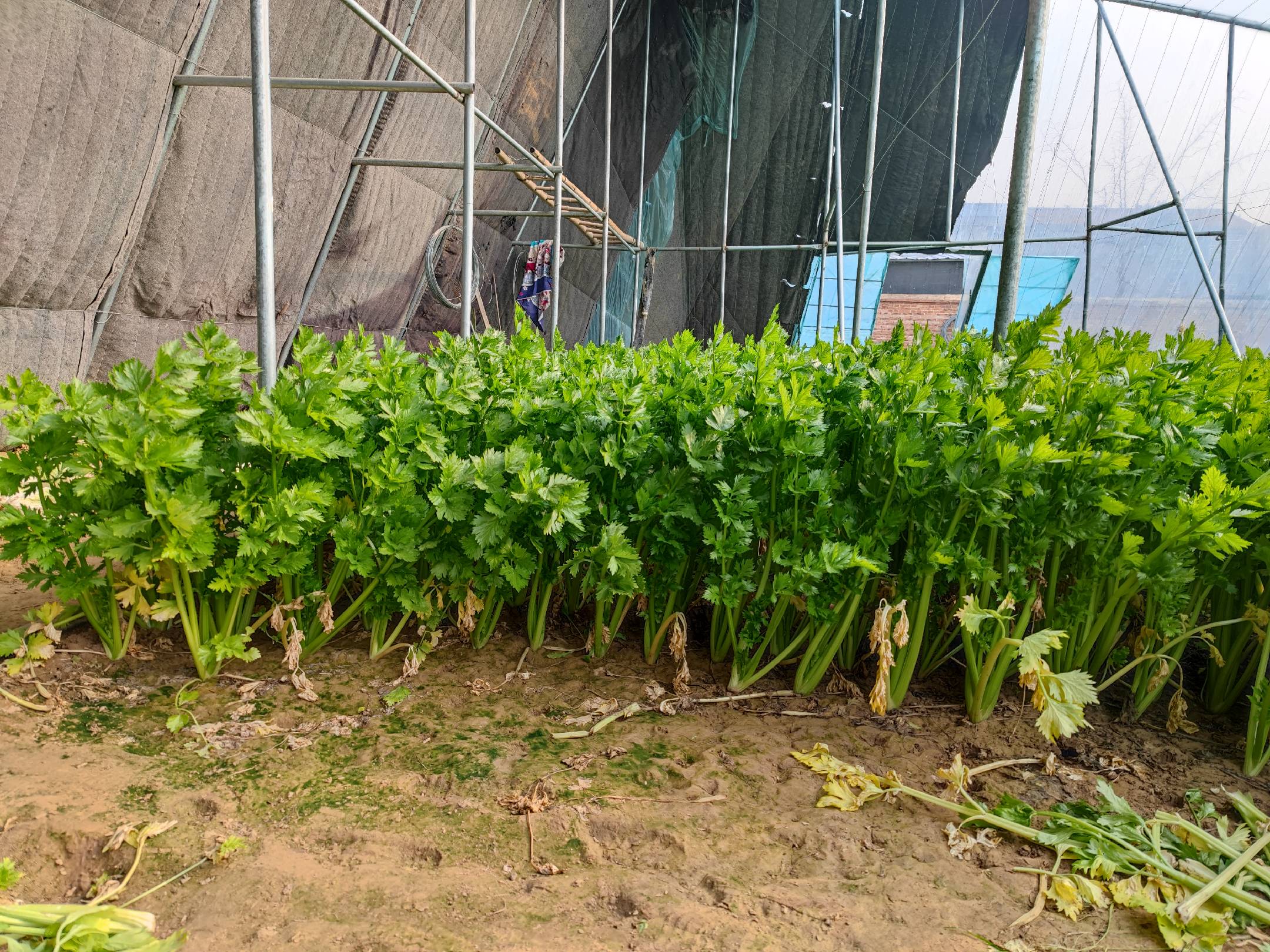 西芹与黄牛肉原料特写对比图