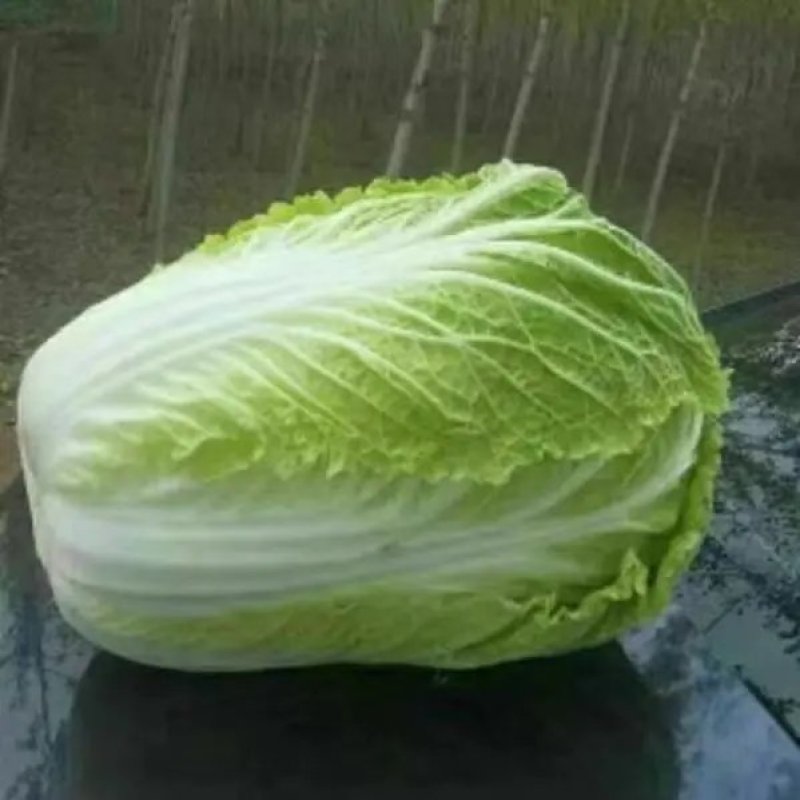 [白菜]夏阳白菜大白菜先锋白菜原产地发货欢迎来电