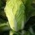 [白菜]夏阳白菜大白菜先锋白菜原产地发货欢迎来电