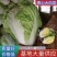 [大白菜]鸡腿大白菜产地白菜欢迎来电采购