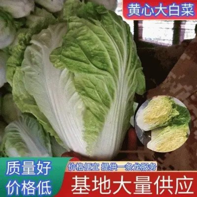 [大白菜]鸡腿大白菜产地白菜欢迎来电采购