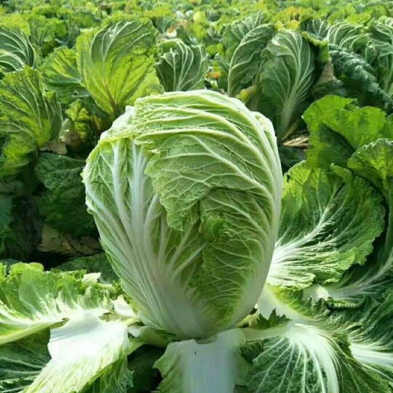 [大白菜]鸡腿大白菜产地白菜欢迎来电采购