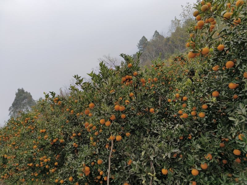 蜜香橙，长叶香橙，冰糖橙
