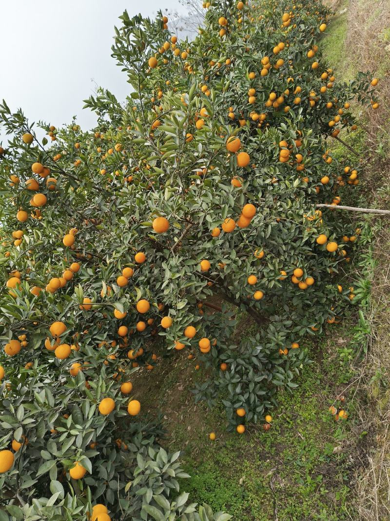 蜜香橙，长叶香橙，冰糖橙