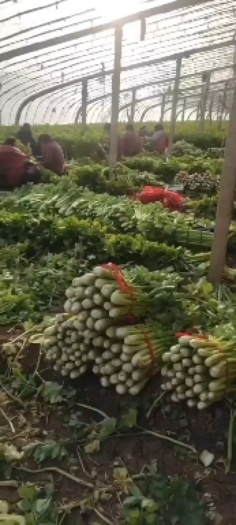 [荐]芹菜优质西芹毛芹原产地发货欢迎来电采购