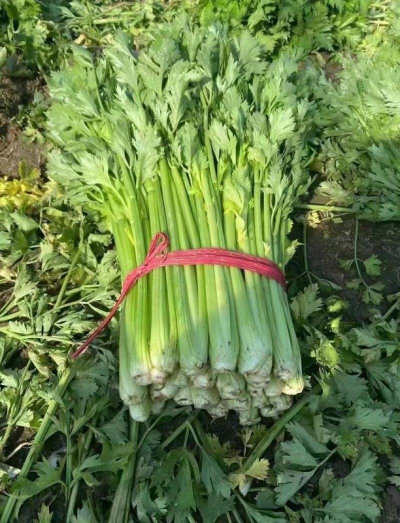 [荐]芹菜优质西芹毛芹原产地发货欢迎来电采购