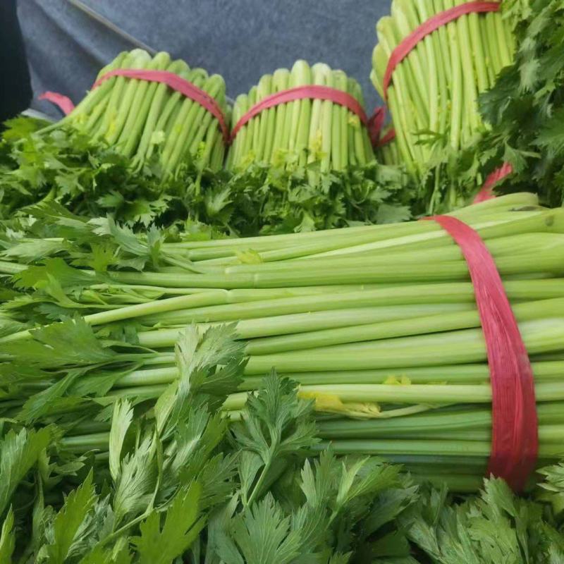 [荐]芹菜优质西芹毛芹原产地发货欢迎来电采购