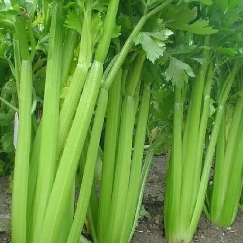 [荐]芹菜优质西芹毛芹原产地发货欢迎来电采购