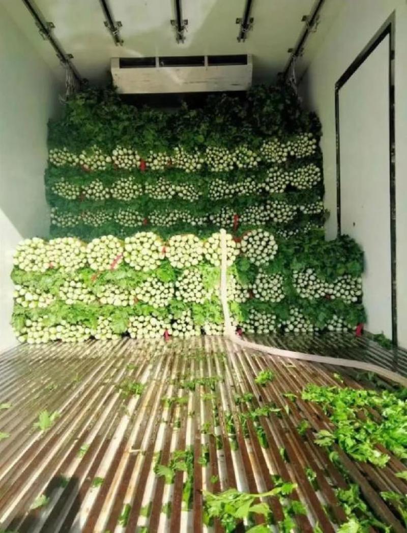 [荐]芹菜优质西芹毛芹原产地发货欢迎来电采购