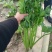 [荐]芹菜优质西芹毛芹原产地发货欢迎来电采购
