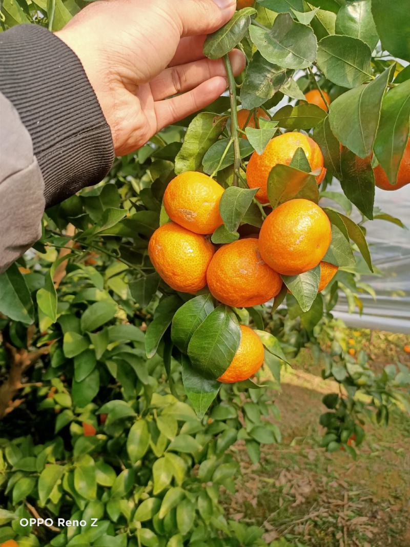 广西桂林精品沙糖桔