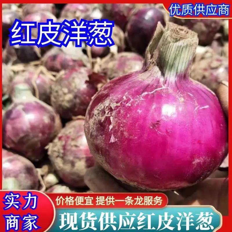 [洋葱]二红洋葱新品上市对接各大市场商超电联优惠