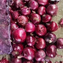 紫皮洋葱货源充足全国发货保质保量代收代发代加工