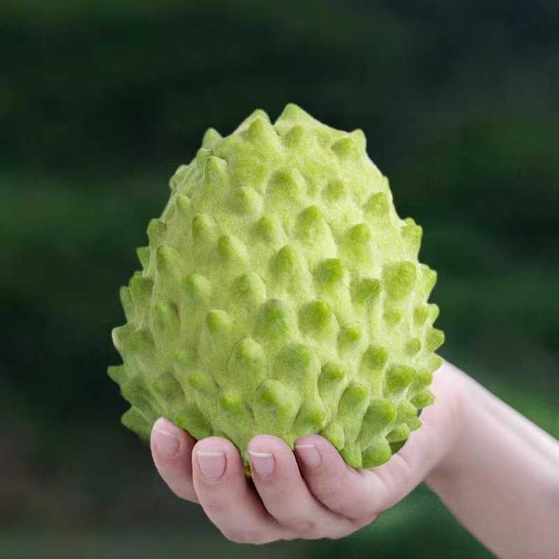 凤梨释迦果云南高原露天牛奶果现货大量供应市场团购代发