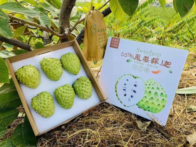 凤梨释迦果云南高原露天牛奶果现货大量供应市场团购代发