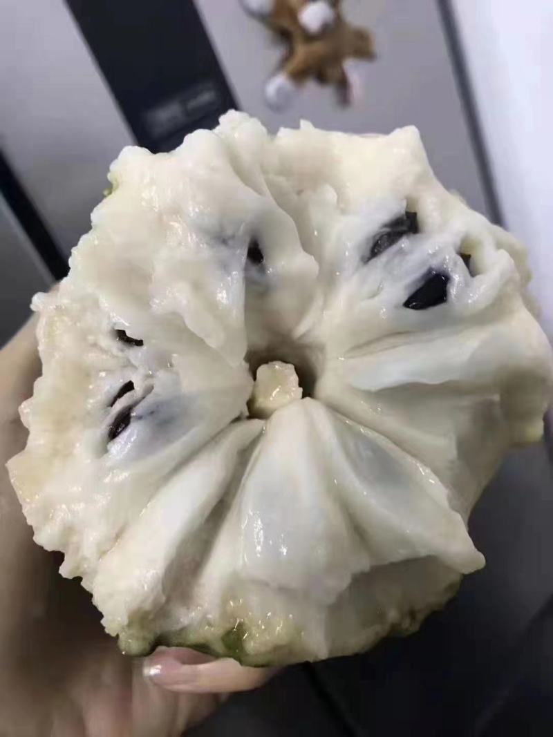 凤梨释迦果云南高原露天牛奶果现货大量供应市场团购代发