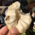 凤梨释迦果云南高原露天牛奶果现货大量供应市场团购代发
