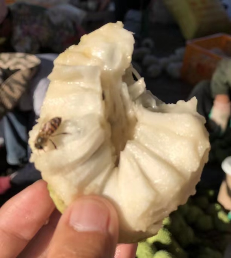 凤梨释迦果云南高原露天牛奶果现货大量供应市场团购代发