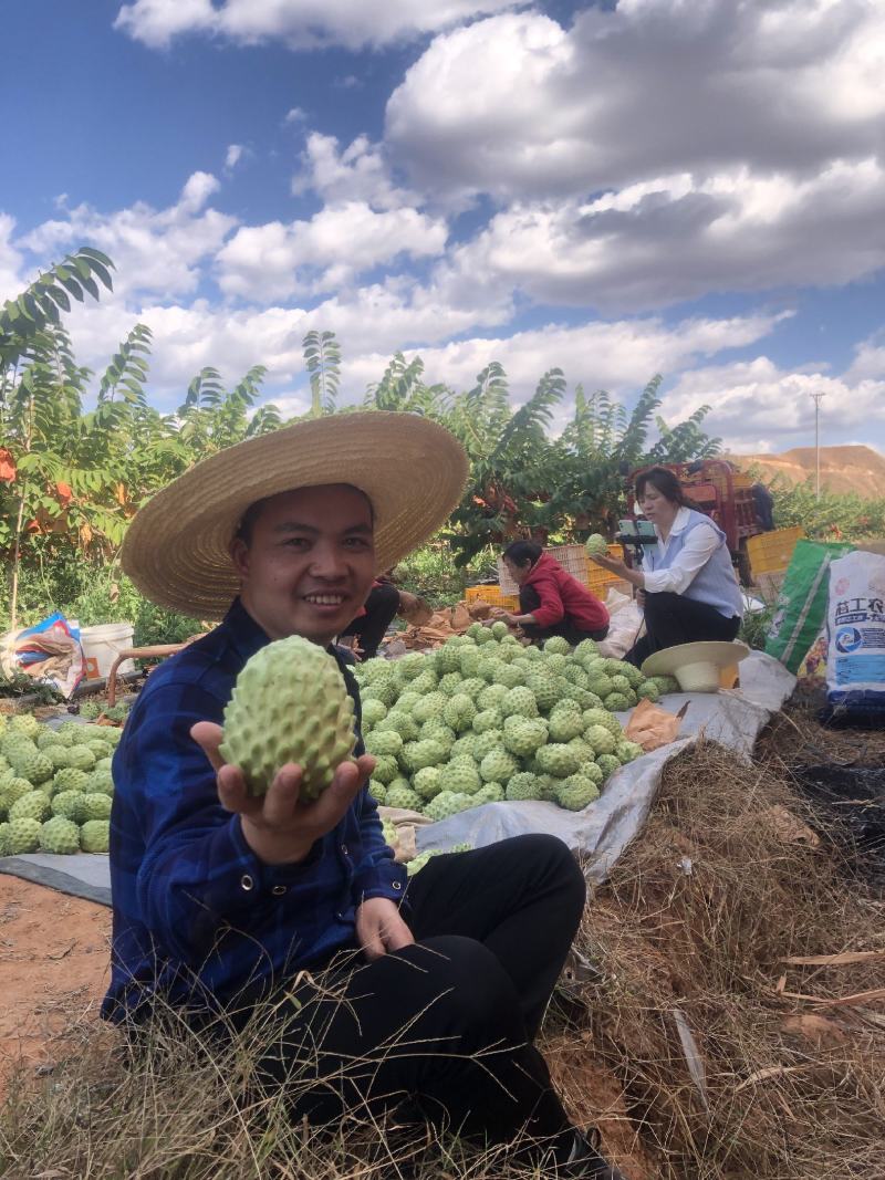 凤梨释迦果云南高原露天牛奶果现货大量供应市场团购代发