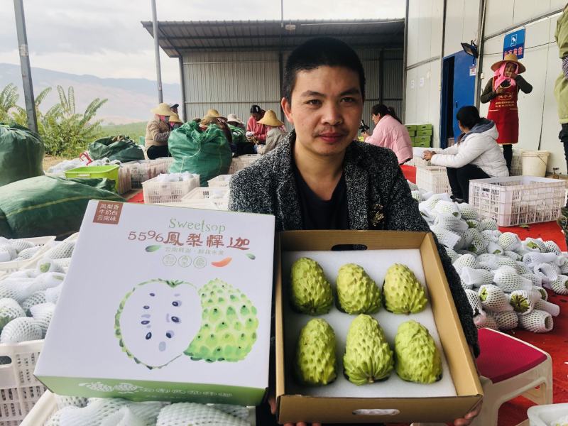 凤梨释迦果云南高原露天牛奶果现货大量供应市场团购代发