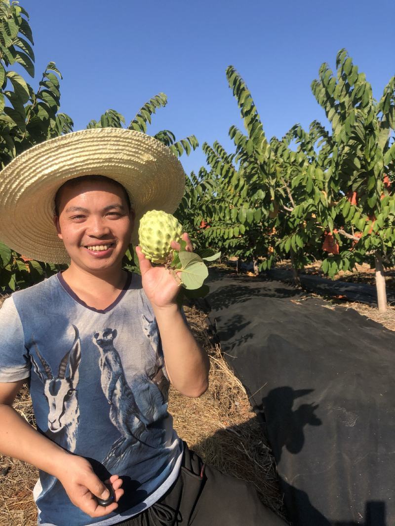 凤梨释迦果云南高原露天牛奶果现货大量供应市场团购代发