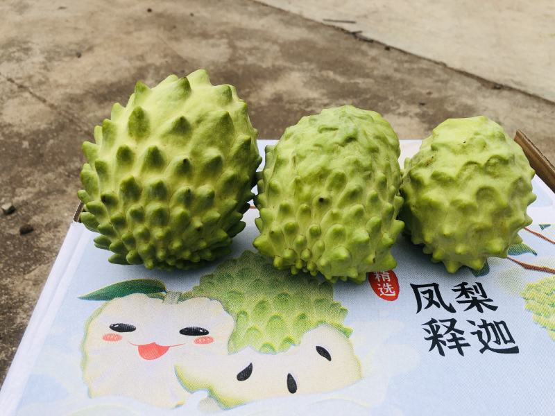 凤梨释迦果云南高原露天牛奶果现货大量供应市场团购代发