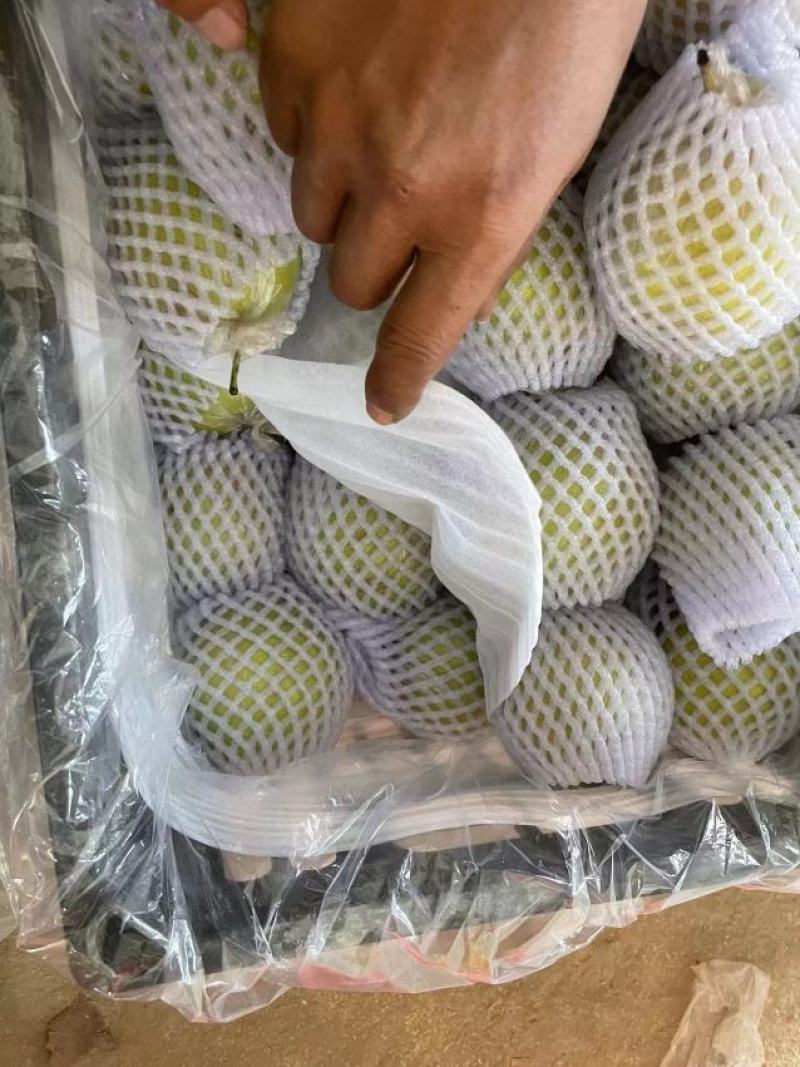 宁夏产玉露香梨