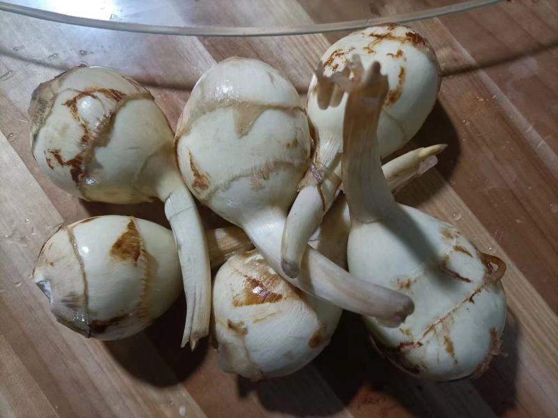 白慈姑种子