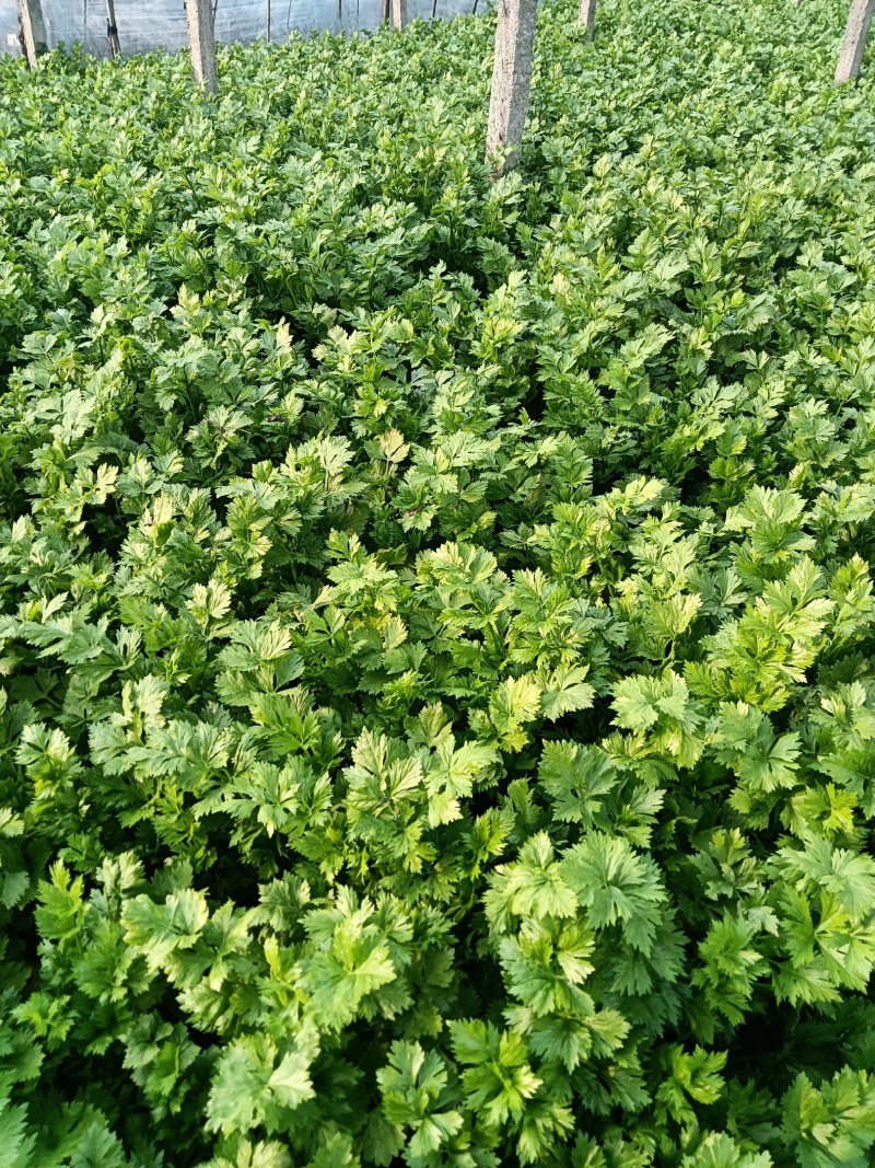 大棚西芹大量上市