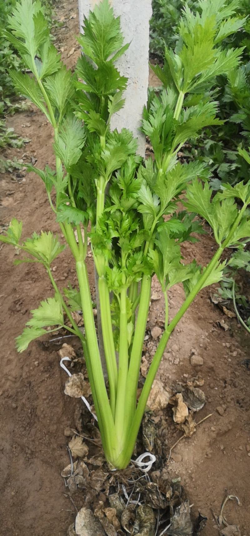 中细棵芹菜