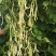 白色四季豆种子幸运99肉厚无筋结荚密春秋可种
