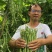 四季豆种子财运99大青肉豆条长肉厚结荚多品质好
