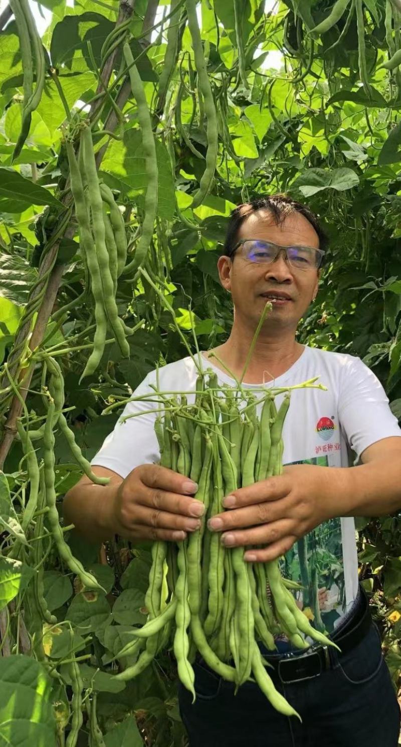 四季豆种子财运99大青肉豆条长肉厚结荚多品质好