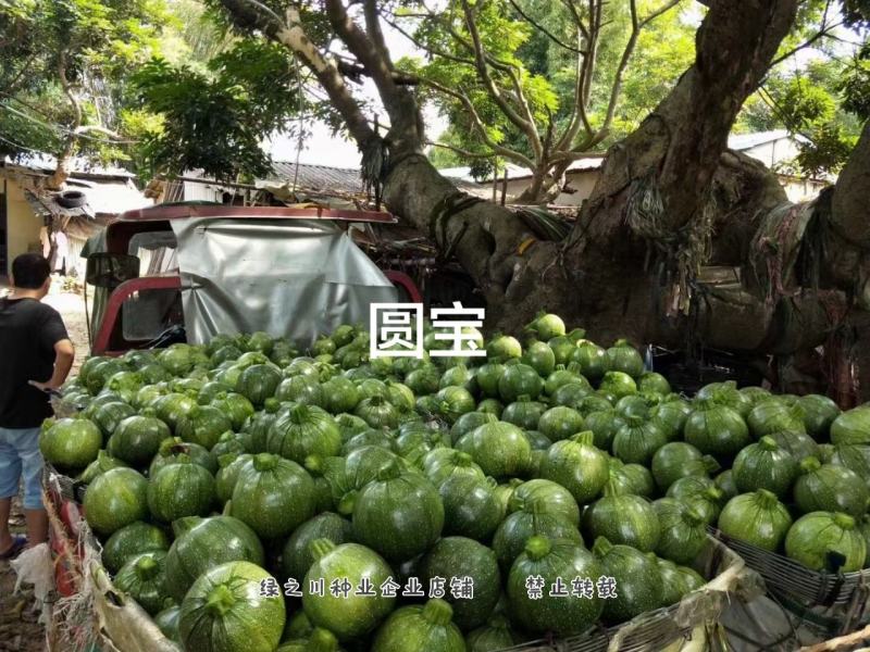 亩产万斤无蔓西葫芦种子圆宝小瓜种子绿皮嫩南瓜种子特高产