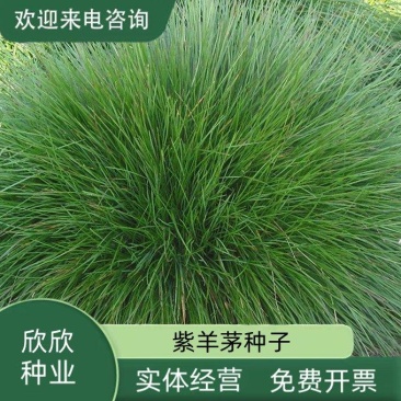 紫羊茅草种子进口草坪绿化草籽庭院护坡复绿耐寒草籽