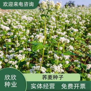 荞麦种子
